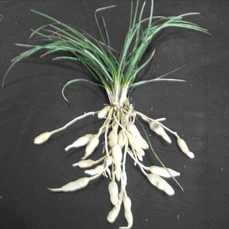 
Barreled ophiopogonis radix chinese dried ophiopogonis for sale 