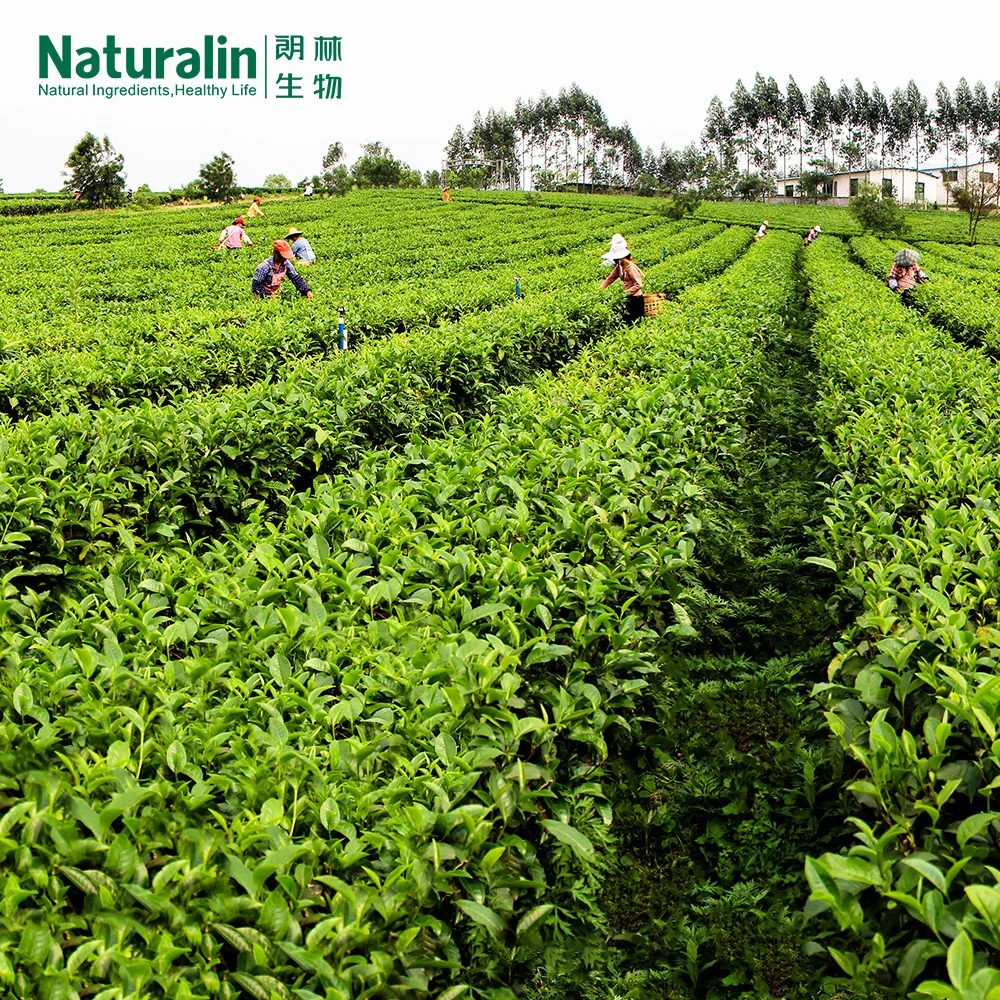 Naturalin Wholesale  Green Tea Powder Camellia sinensis (L.) Kuntze  UV, HPLC Detected Green Tea Extract Polyphenols EGCG