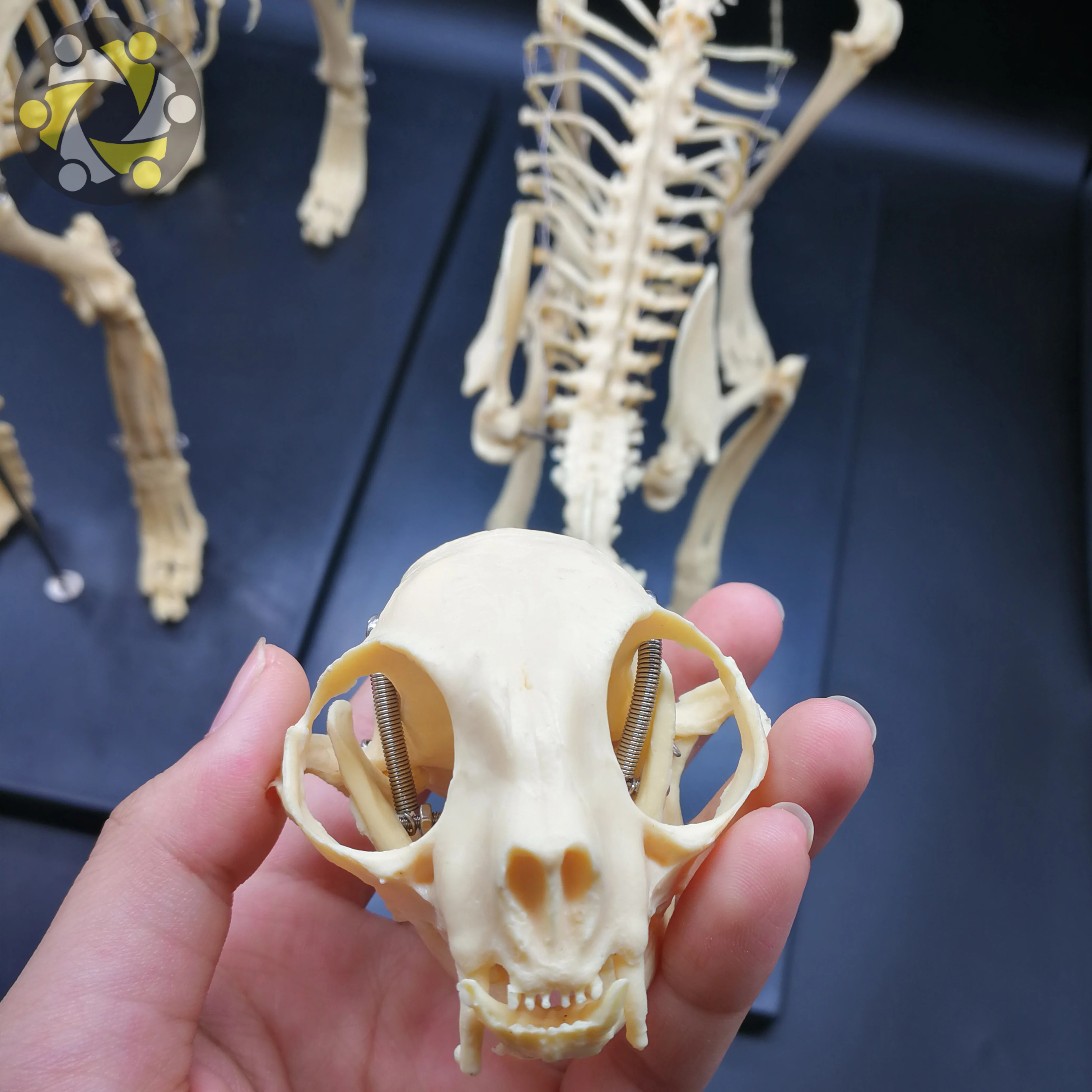 Medical Science Animal Canine Cat Skeleton Model for Medical Teaching