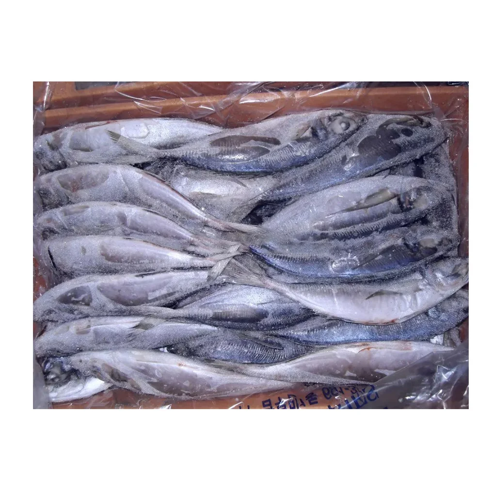 Замороженные морепродукты высшего качества, Лошадиная скумбрия по хорошей цене