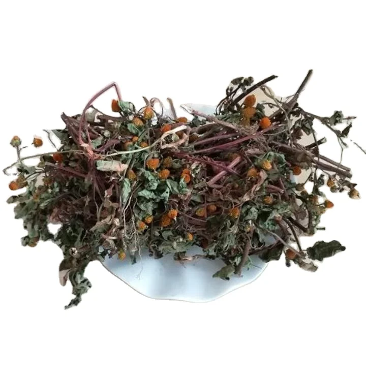 Hotsale china Natural paracress sichuan buttons dried Acmella oleracea plants cuts