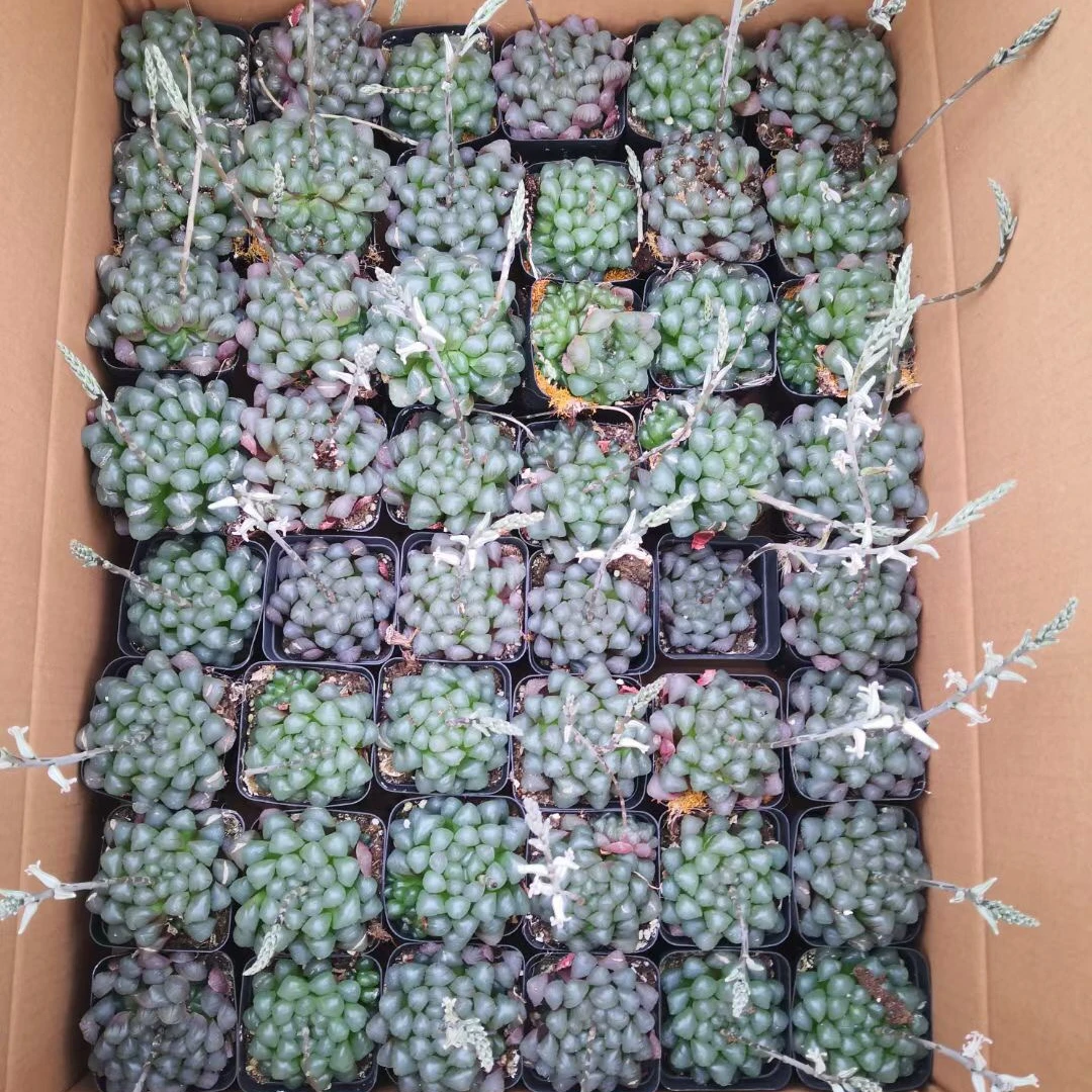 
Hot sale succulent plants ice succulent cactus indoor bonsai plants decoration 