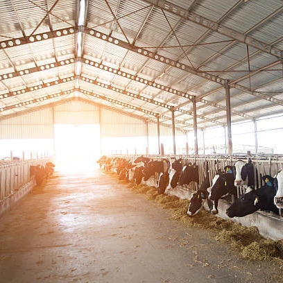 Metal steel structure Poultry farm building stockshed