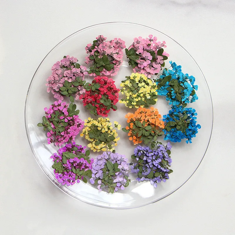 new product Diy Material dried dry giantfalsespiraea pressed False Spiraea flower for nails Bookmark Phone case photo frame