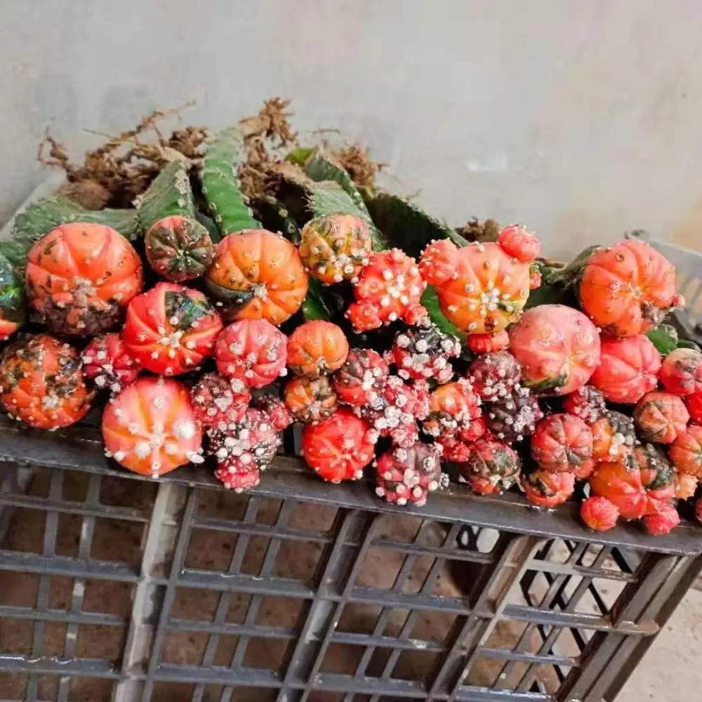 
Wholesale astrophytum colorful seeding ball live cactus indoor nursery cactus plant online cacti for sale 
