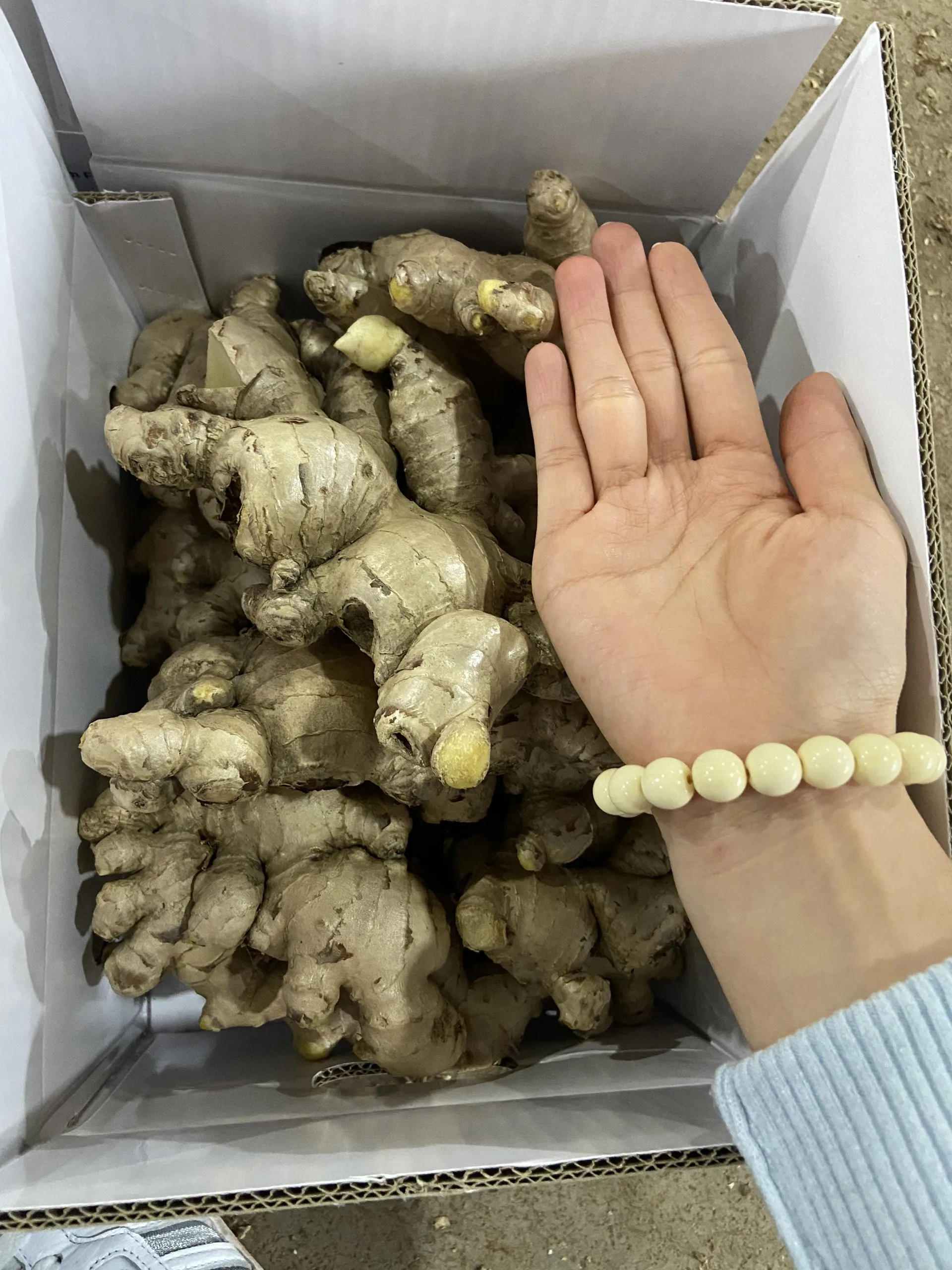 Top Grade Fresh Ground Ginger Roots Vietnam Spices Natural Organic No Mold Wholesale Price