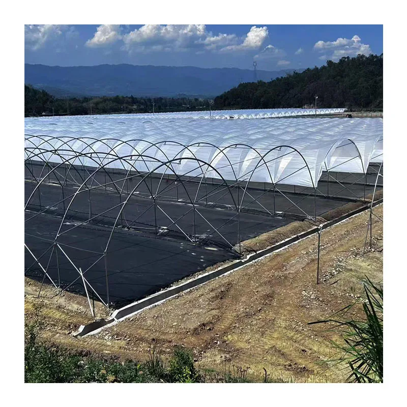 Film multi-span rain shelter greenhouse build a simple shed for vineyards plant blueberry rain shelter greenhouse