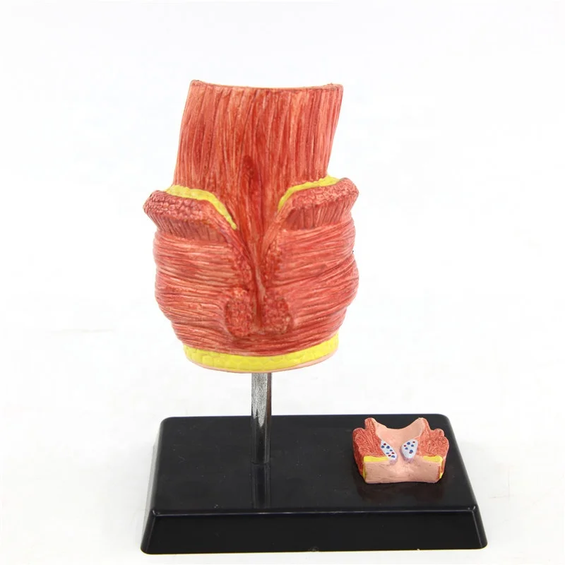 Medical Hemorrhoid Disease Model Anatomical Hemorrhoid Model