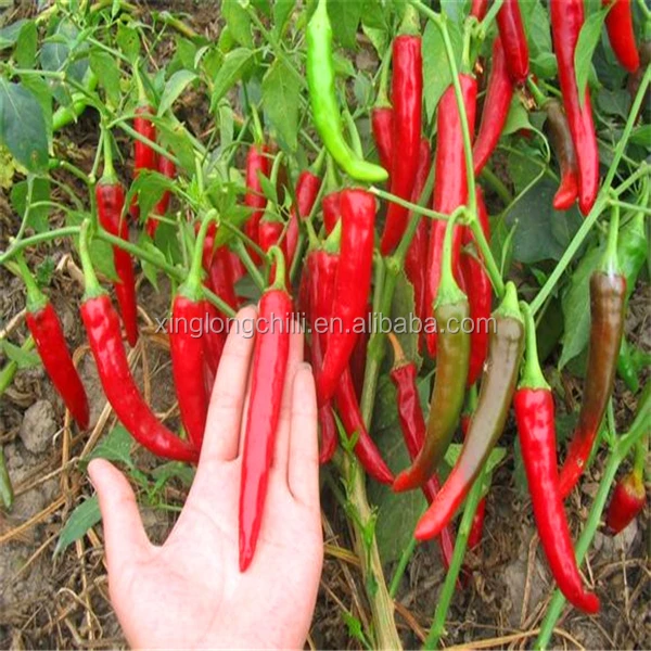 Best Quality Gujillos Chile for Mexico