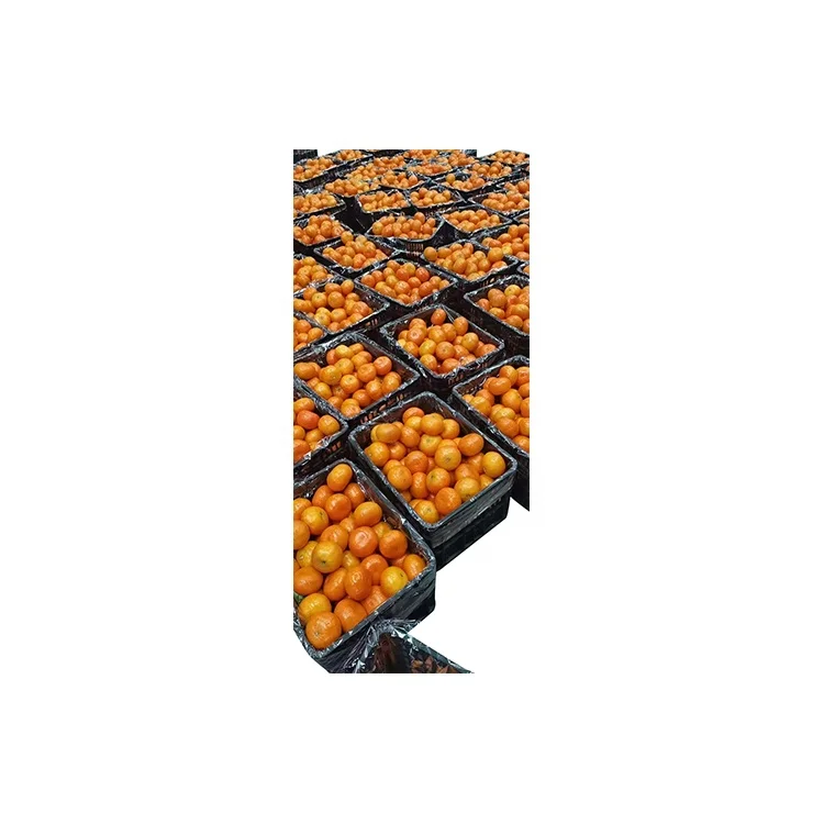 Best Selling Premium Natural Fresh Honey Mandarin Sweet Delicious Orange