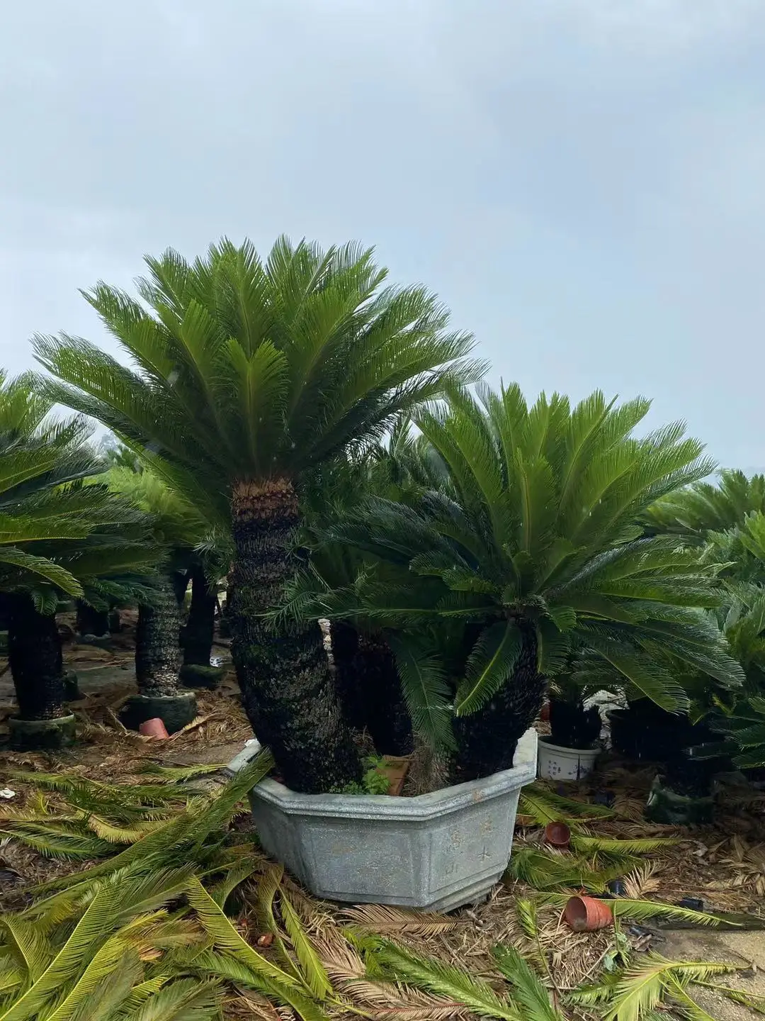 Мульти-головная Cycas Revoluta (Sago ладонь)