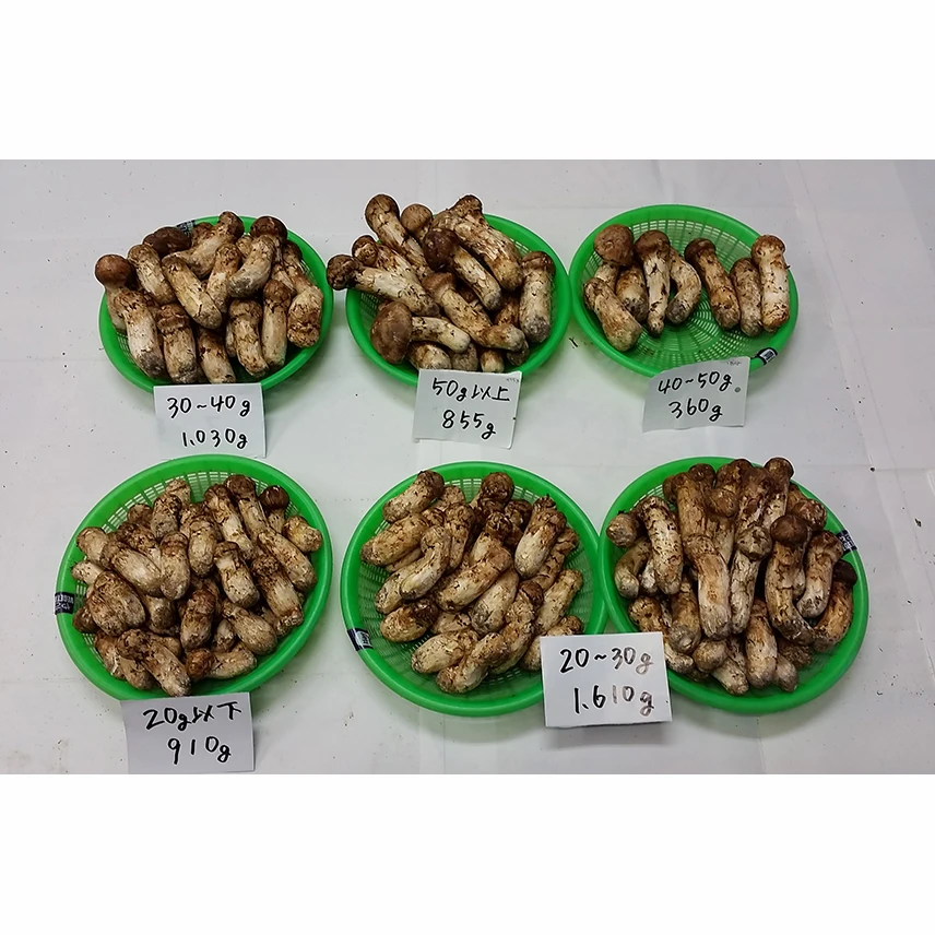 High Quality Frozen Matsutake Mushroom At A Much More Reasonable Price