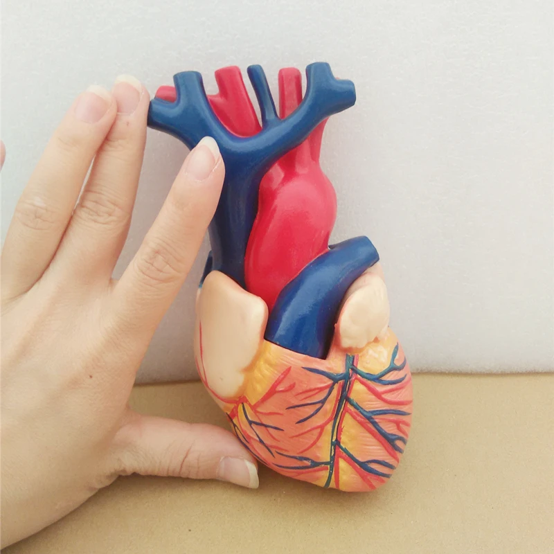 BIX-A1068 natural size heart anatomical models medical science  training simulator for teaching student