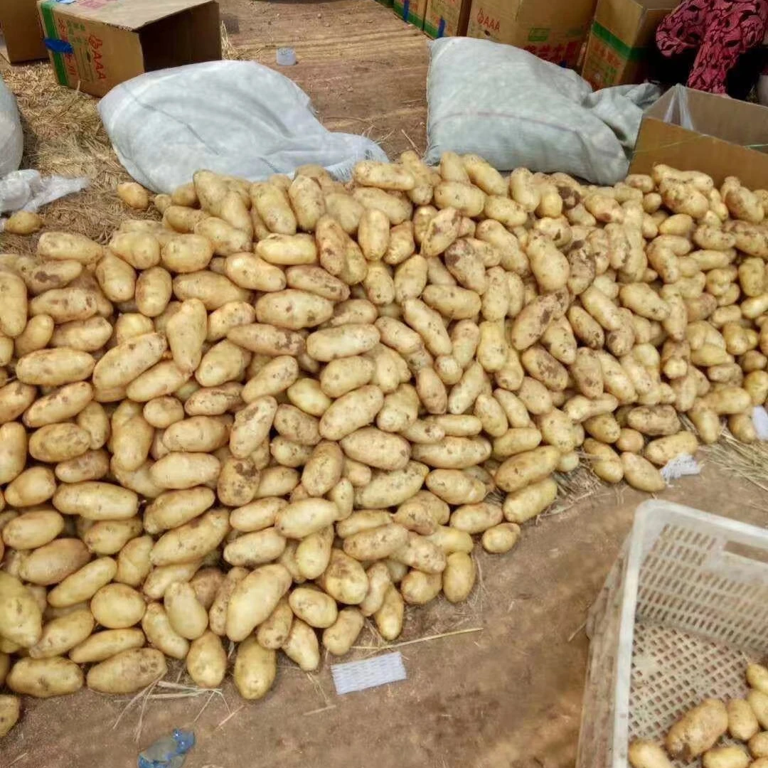China Real Manufacturer High-Grade Fresh Sweet Potatoes