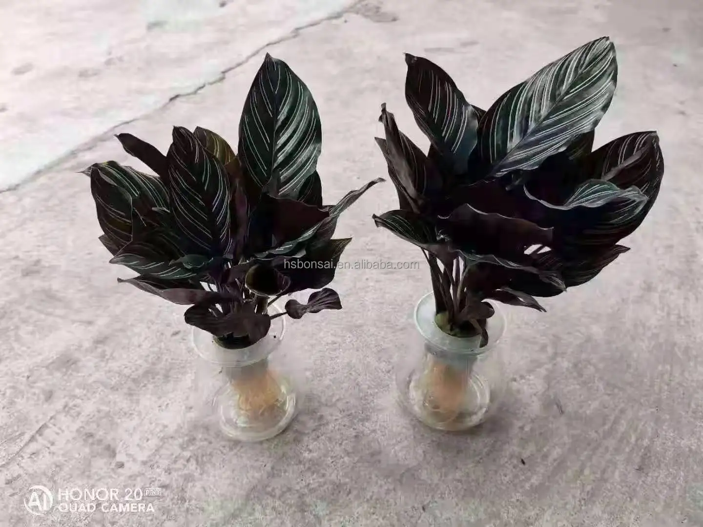 
Professional manufacture cheap foliage plants natural plants ornamental ficus elastic bonsai lantern cage 