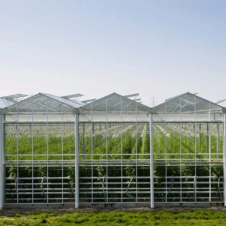 Agriculture venlo multi-span greenhouse with commercial greenhouses glass