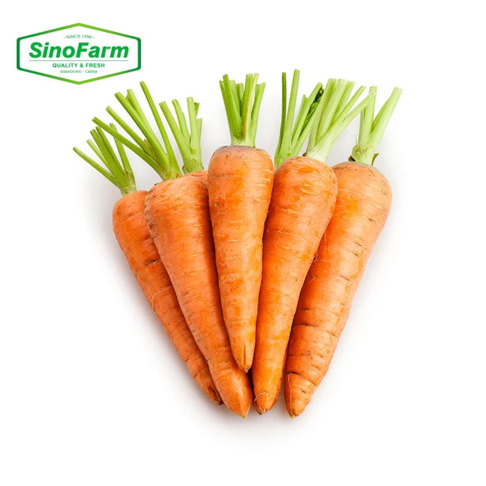 China fresh carrot wholesale price export carrot fresh