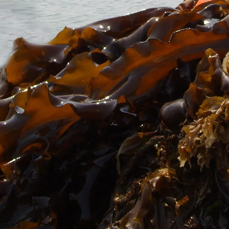 Новое поступление продажа растворимых водорослей