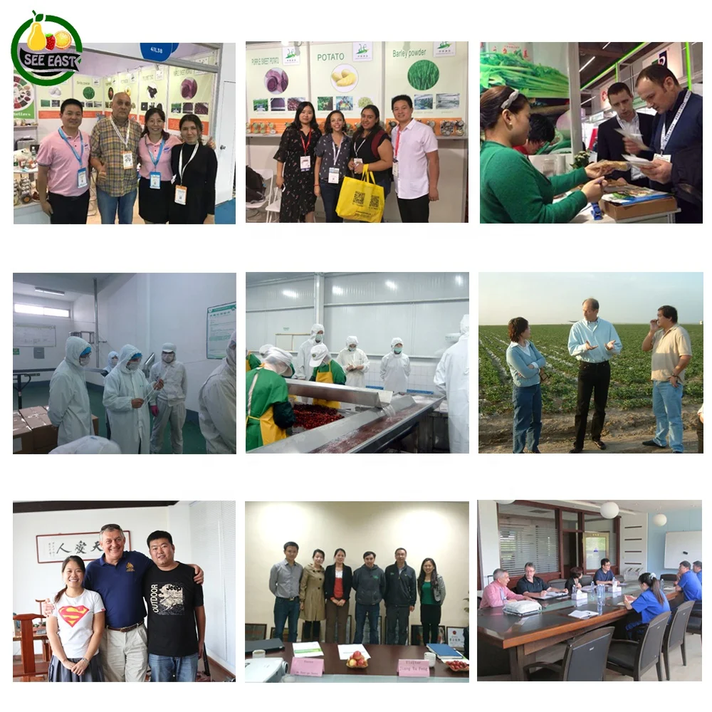 Wholesale China supplier dried banana chips sliced freeze dried banana