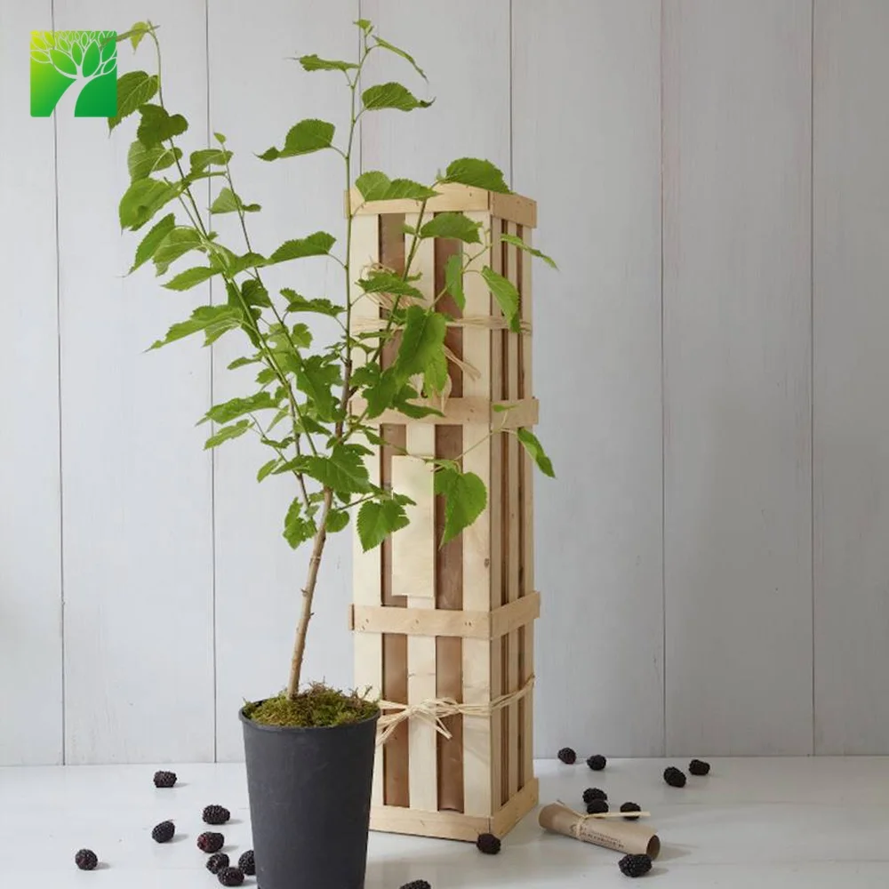 Персонализированное Садоводство «сделай сам», подарок на первое дерево ребенка, натуральные саженцы фруктов с Тулой