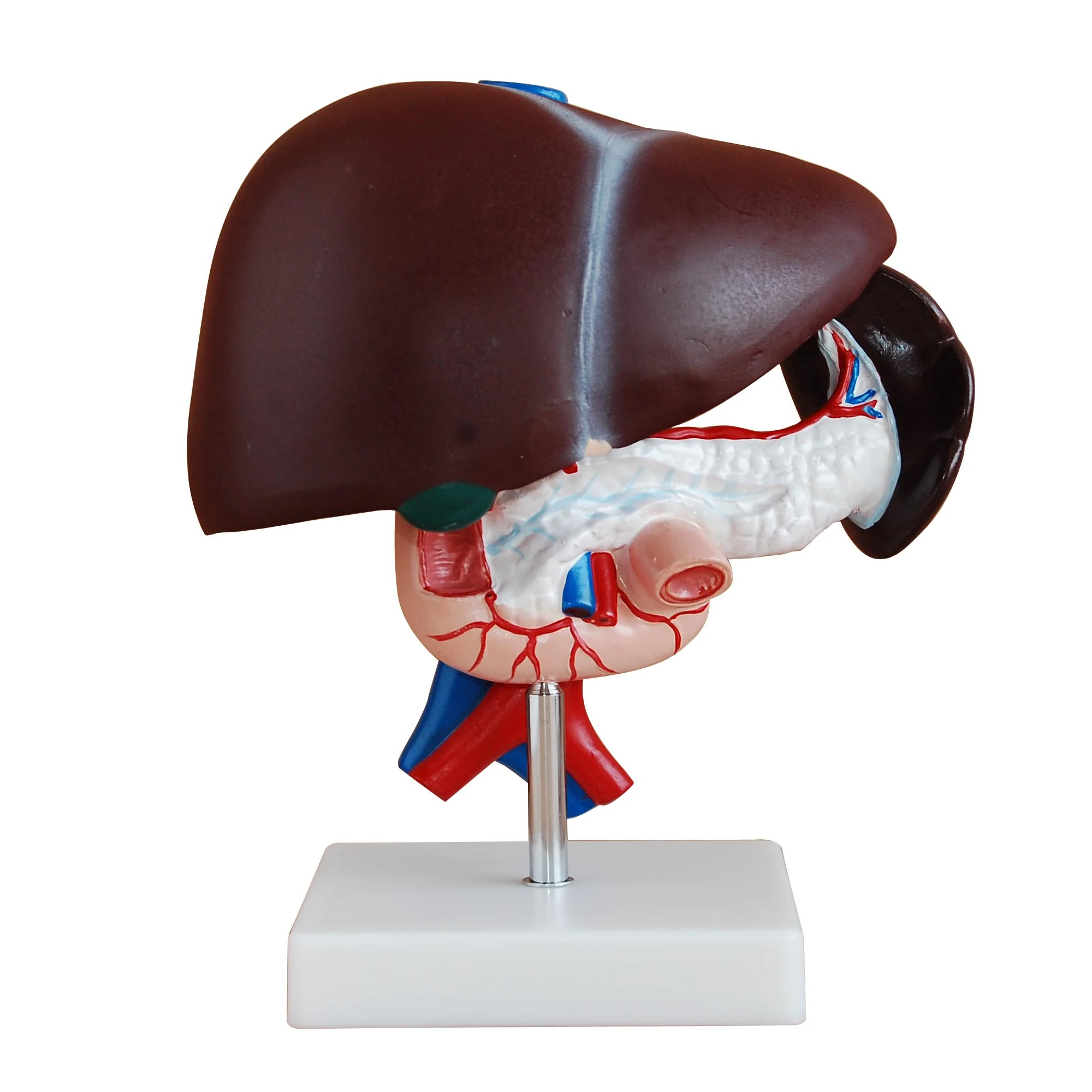 Liver, Pancreas and Duodenum Model, 3 parts