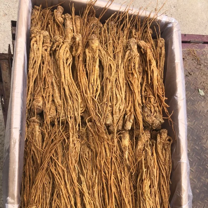 Sun Dried Chinese Angelica Sinensis Radix Angelicae Sinensis