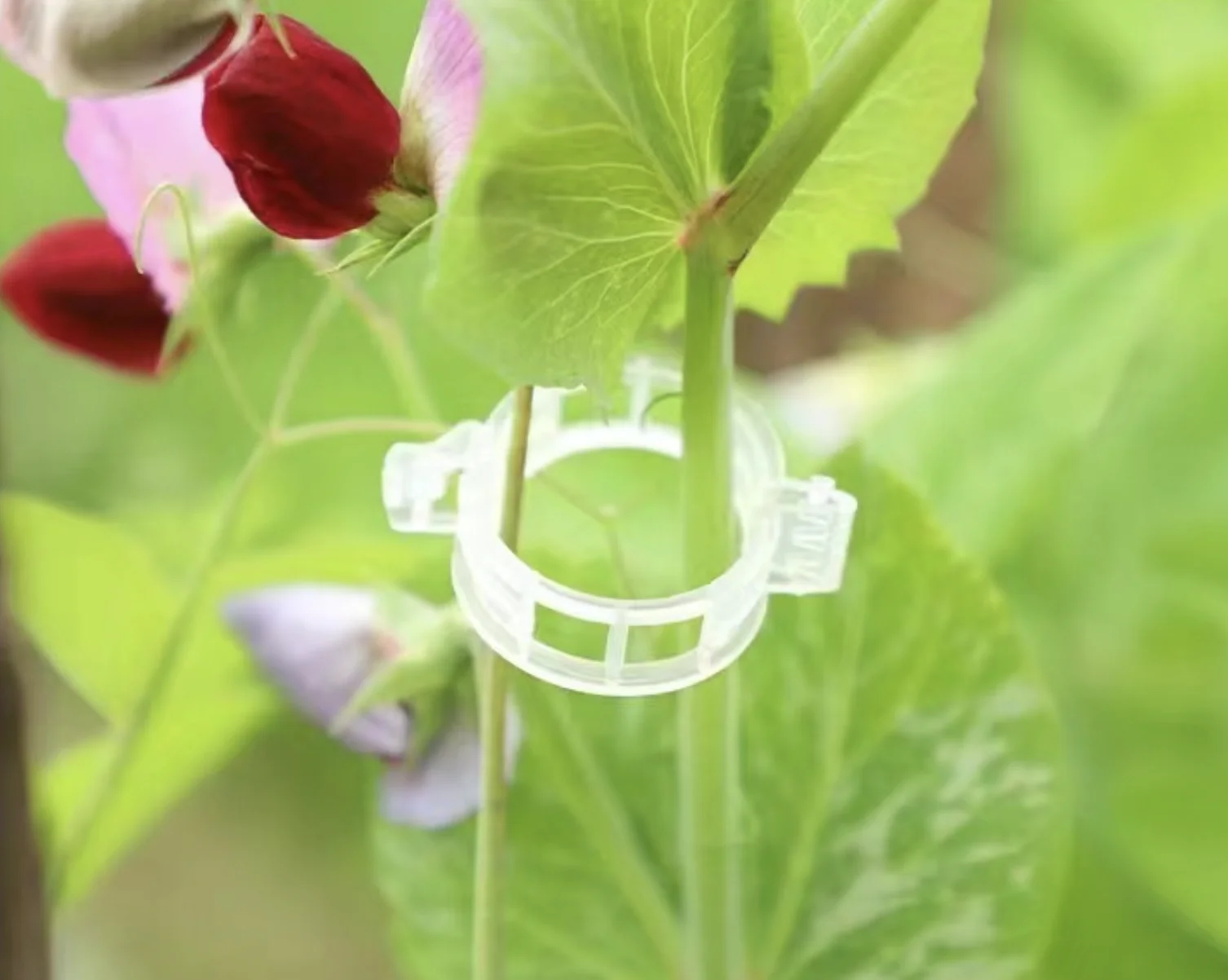 Connects plants greenhouse vegetables 25mm repeated use pvc plant support tomato clips