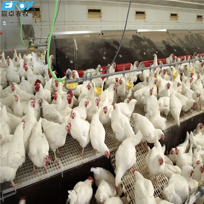 Industrial Poultry Shed Prefabricated Structural Steel Building Chicken House