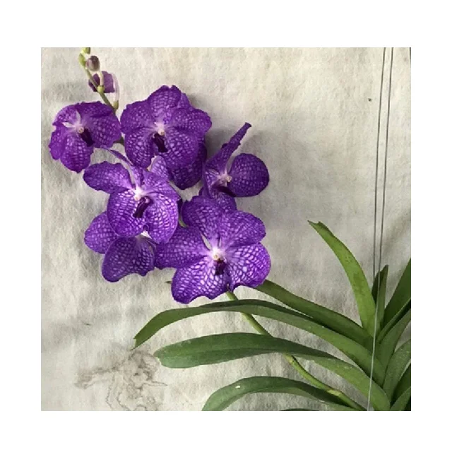  Тайская Орхидея Vanda горшочные растения Blue Vanda-Премиум качество Лучшая цена попробуйте