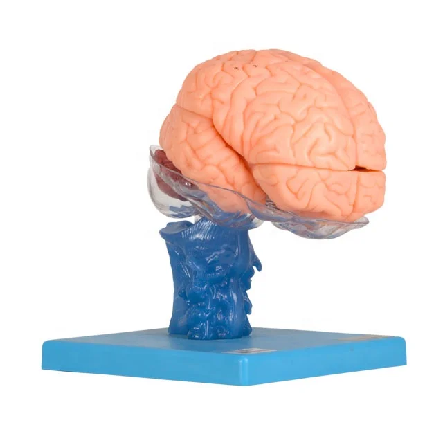 GD/A18203 Brain Anatomical Model