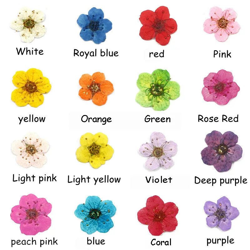 12pcs boxed Dried Flower Pressed Flower Epoxy Resin Handmade Material Plum Blossom Daffodil Phone Case DIY Nail Art Crafts