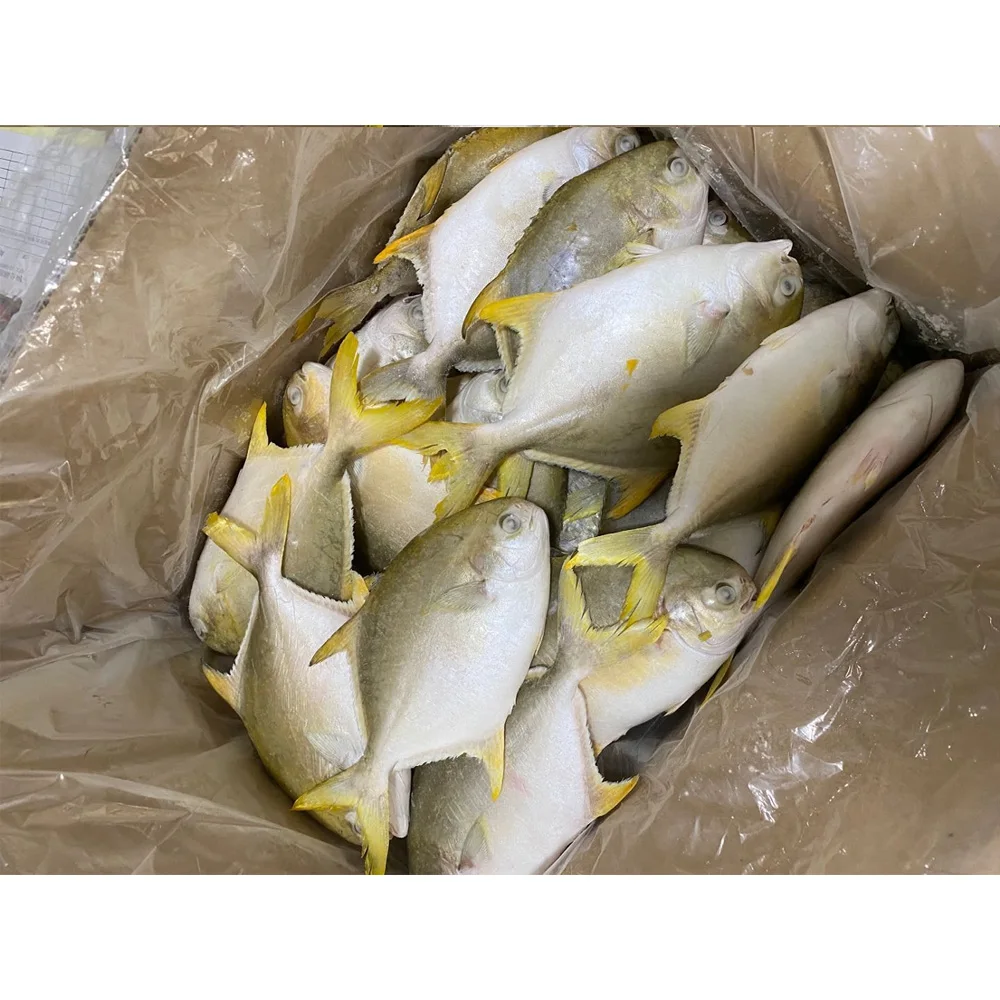 Frozen golden pompano /pomfret frozen golden pomfret fish golden pompano fish pomfret