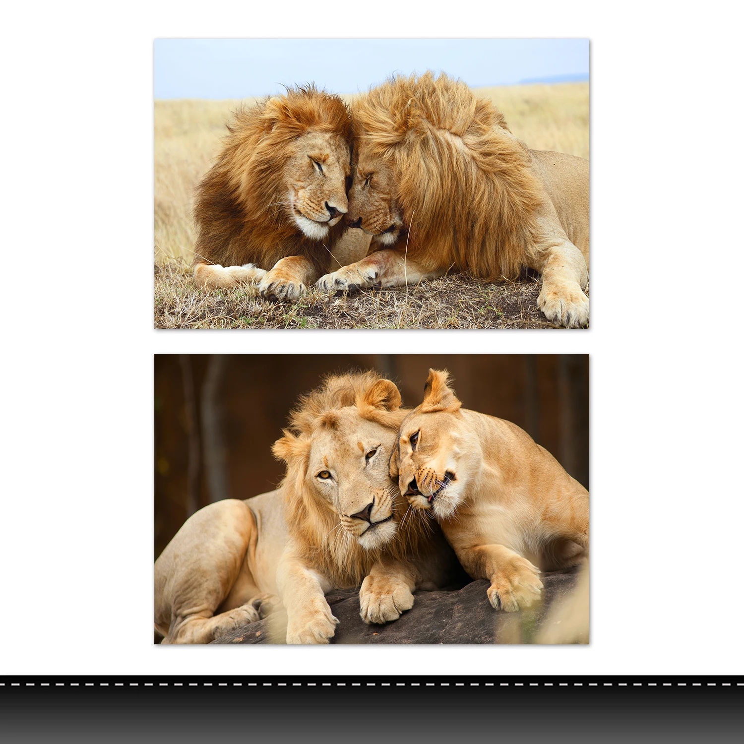 Modern Wild Animals  With Frame Canvas Picture Decorative  Painting