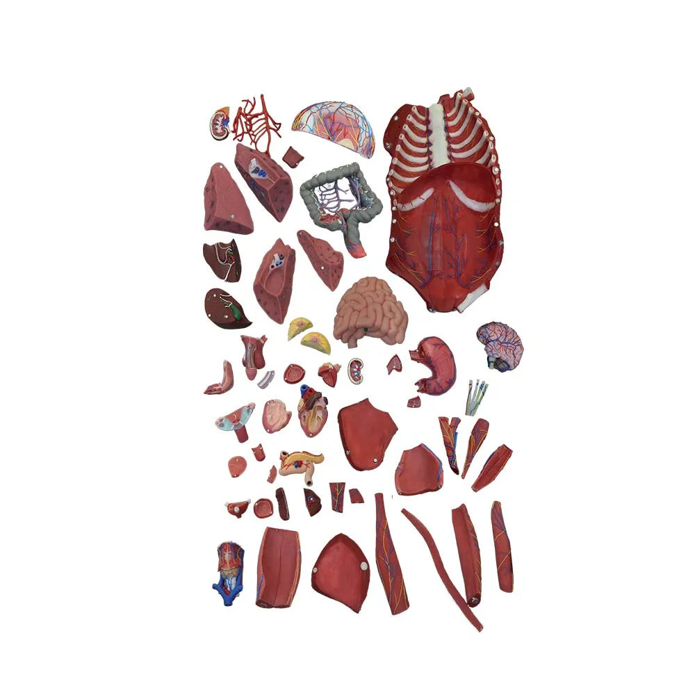 Soft Silicone Human Body Anatomy Model for Medical Education