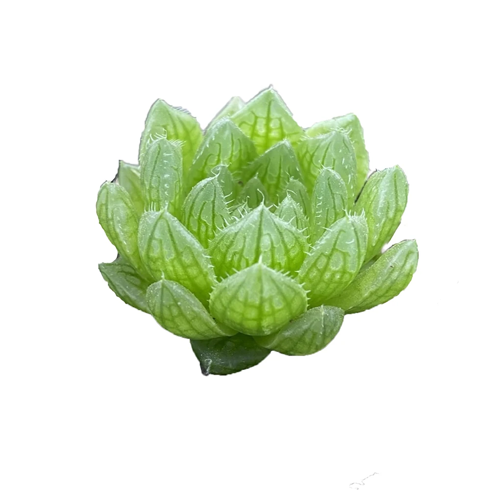 
Wholesale nursery ornamental plants haworthia cooperi var succulents 