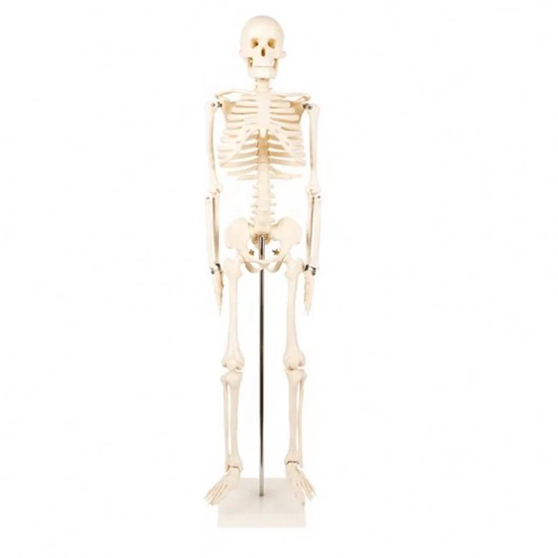Precision Technology PVC Human Skeleton Model 85cm Anatomy for Medical Science Teaching in Schools