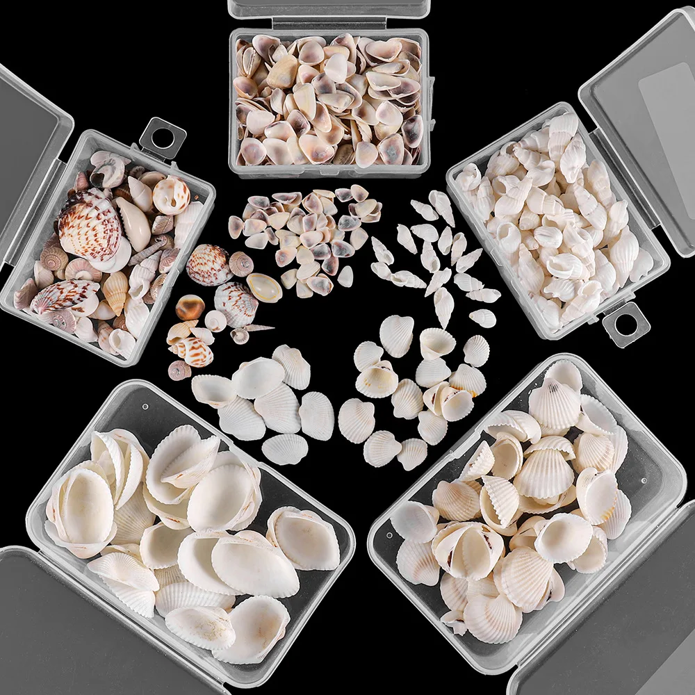Mixed ocean seashells natural empty clean beach shell raw sea shells combination box packaging for home decor and crafts making