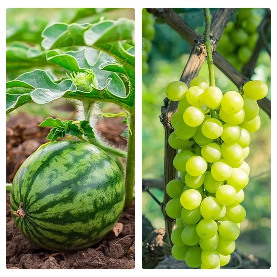 Superior macroelement water soluble fertilizer high potassium type NPK fertilizer for fruit trees