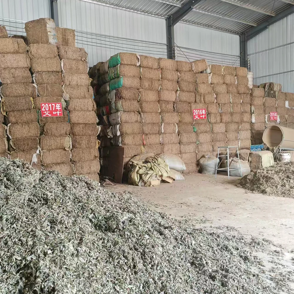 100% Natural Artemisia Argyi 3-year Aged Wildcrafted Mugwort Premium Organic Mugwort Leaves Bagged Dried Mugwort Leaves