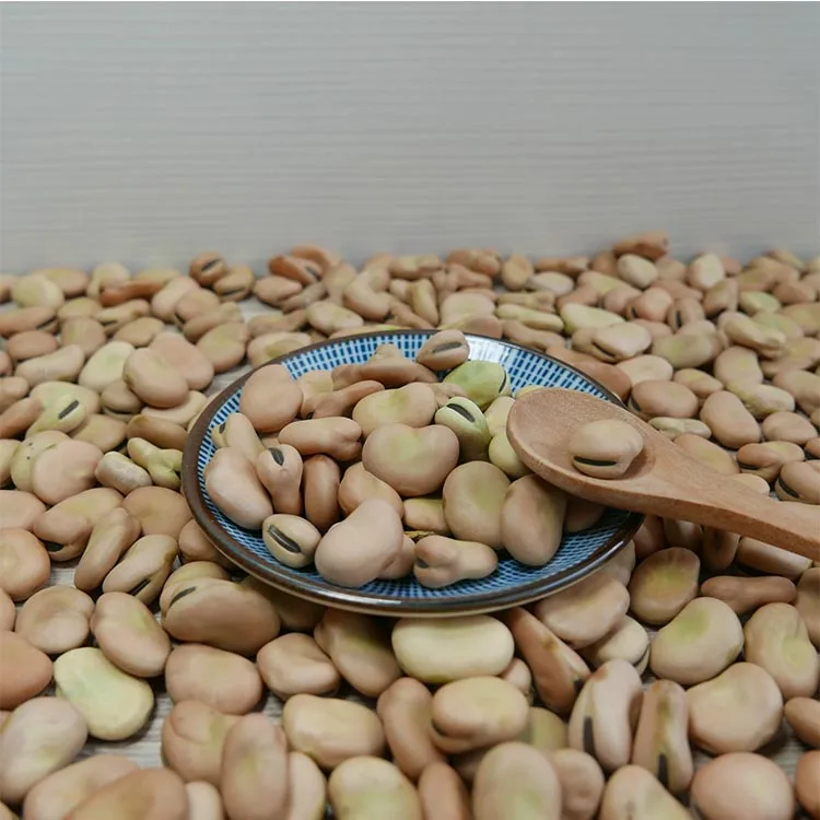 2021 new crop  dry brown broad beans