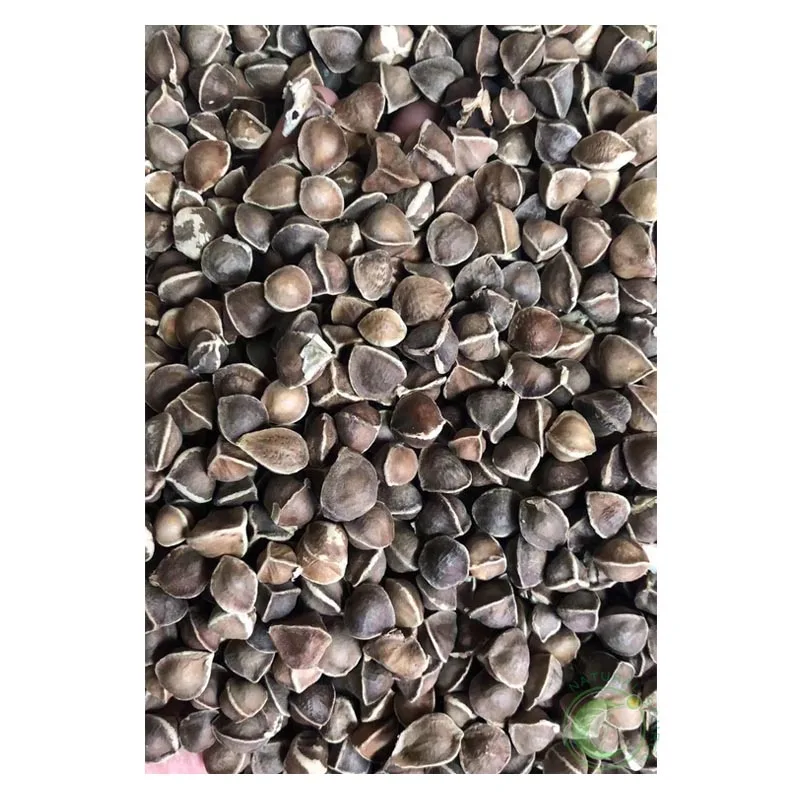 Whole Moringa Oleifera Seed For Health Tea