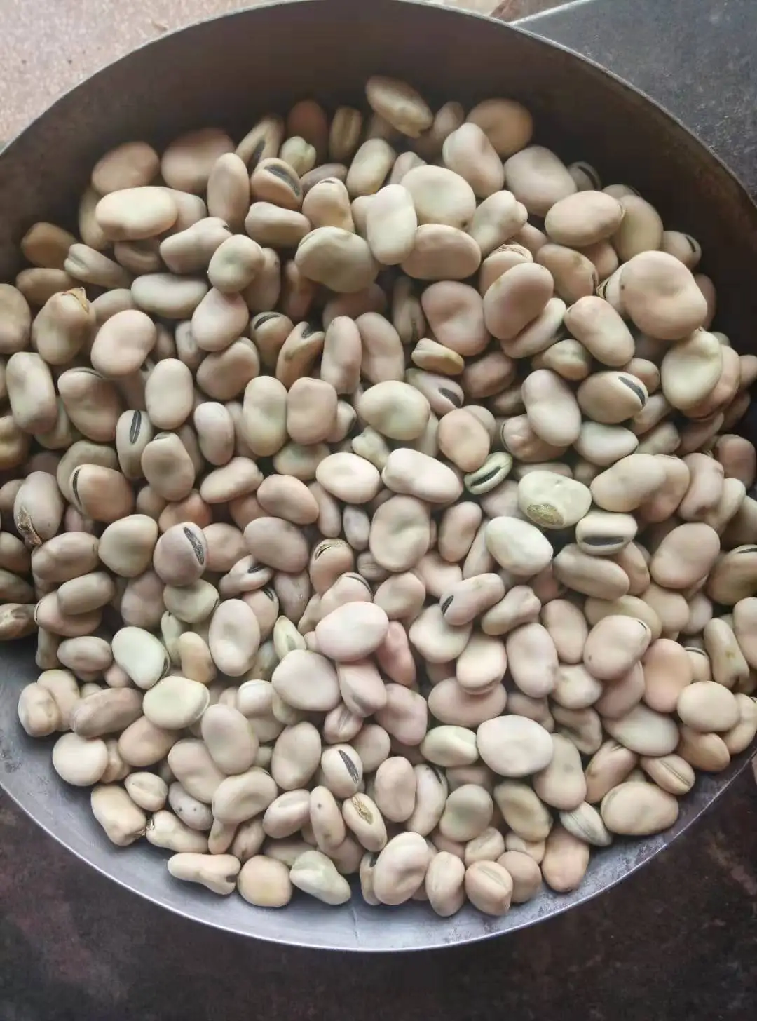 
Chinese new crop broad beans 