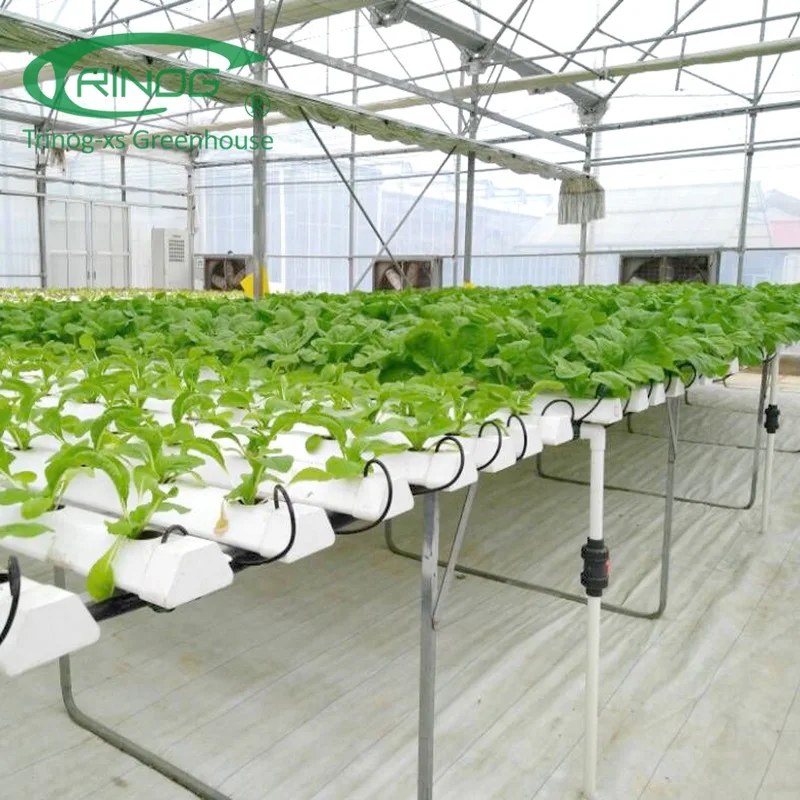 large greenhouse farme used NFT hydroponics system for salad lettuce
