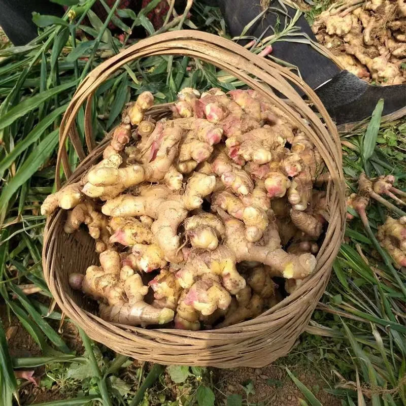 Wholesale Yunnan is digging small yellow ginger fresh from China/fresh ginger