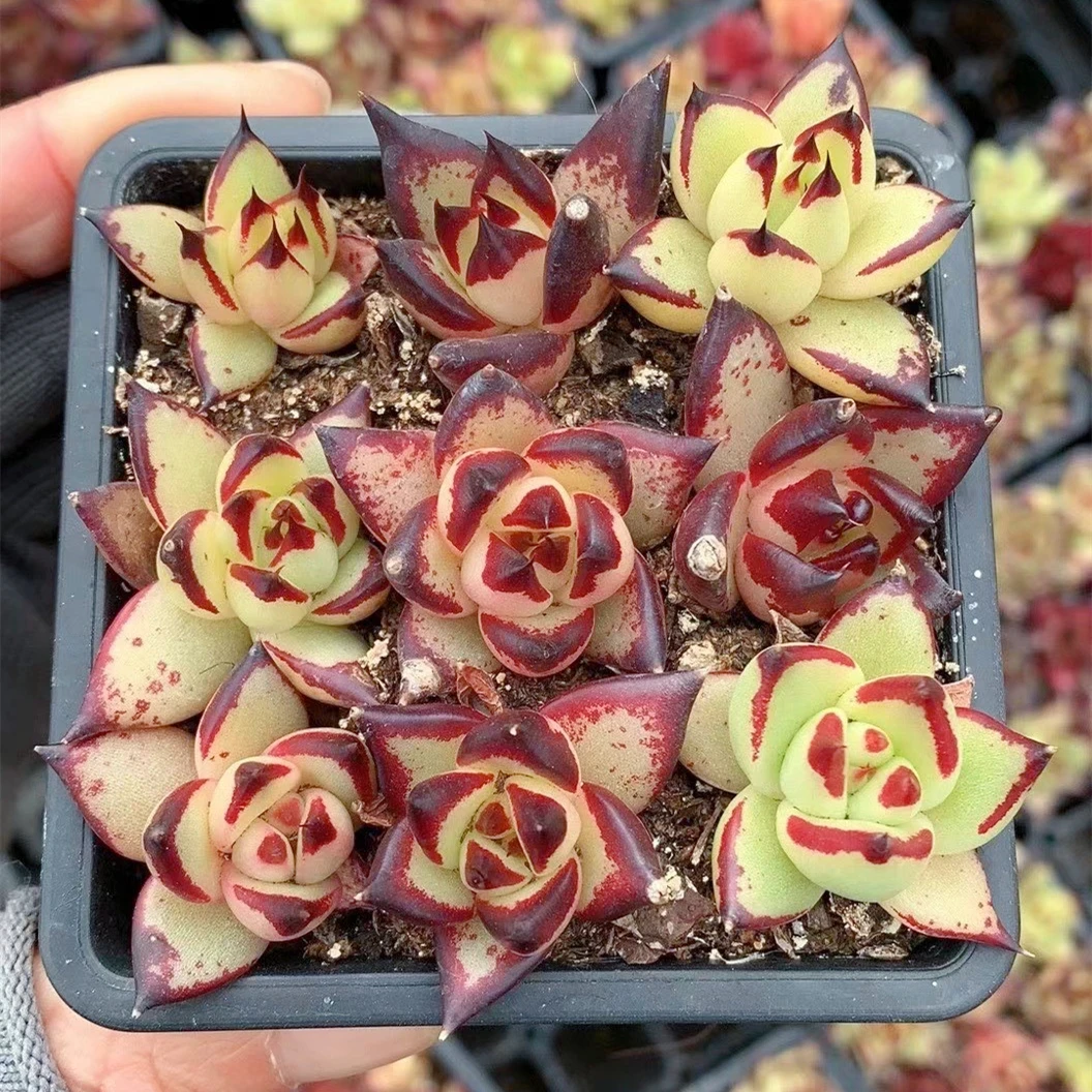 Оптовая продажа натуральные растения кактус суккуленты горшок корейские Echeveria