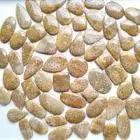 Natural Fossil Coral Loose Cabochon mix shape in all size Handmade Top Fossil Coral Cabochon Loose Gemstones Making For Jewelry