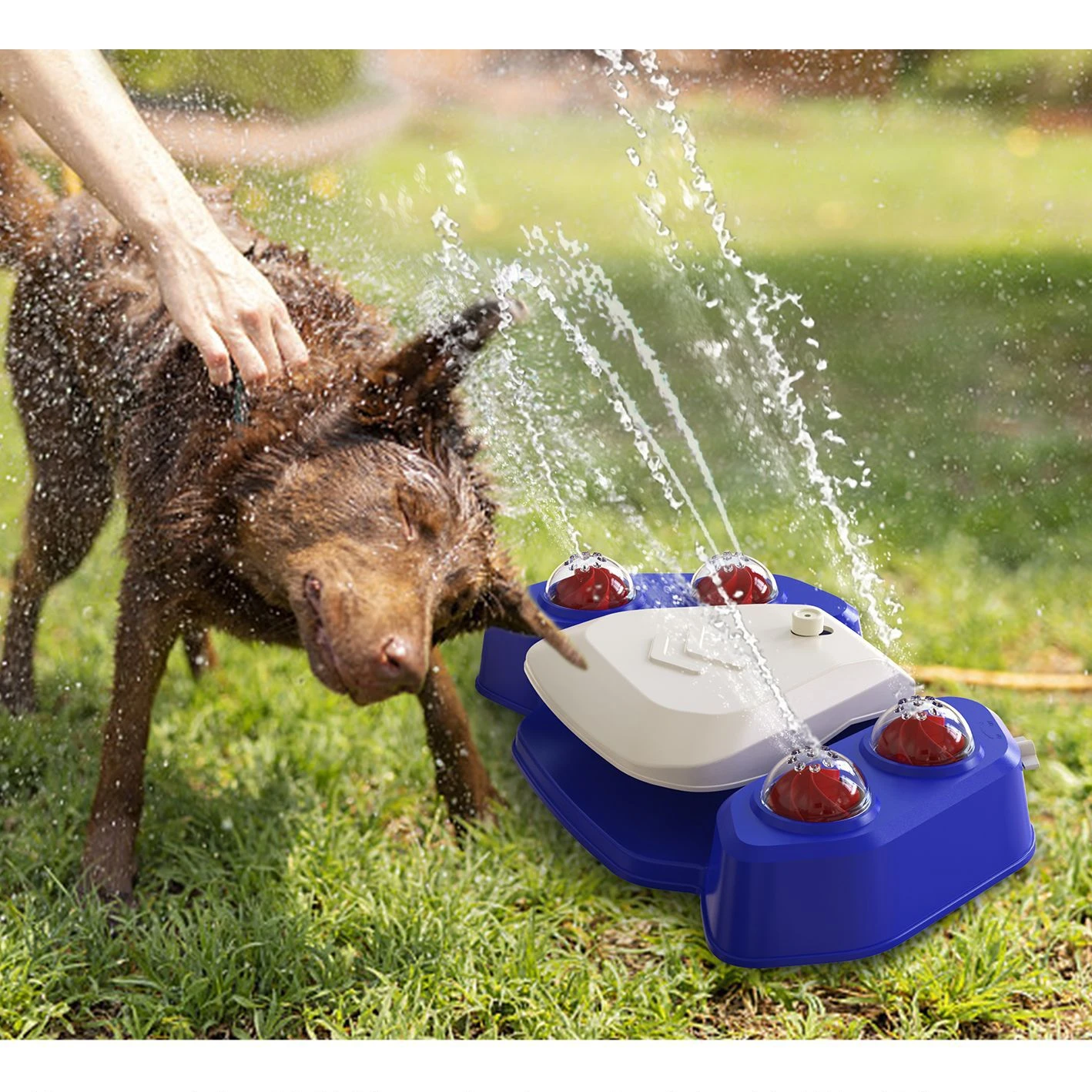 Funny outdoor pet game drinking water fountain garden dog step on foot sprinkler