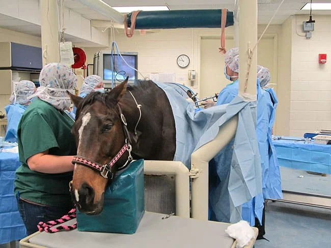 
VSA-7B02 Vacuum Splint Veterinary Equipment Horse Veterinary Surgery Mattress 