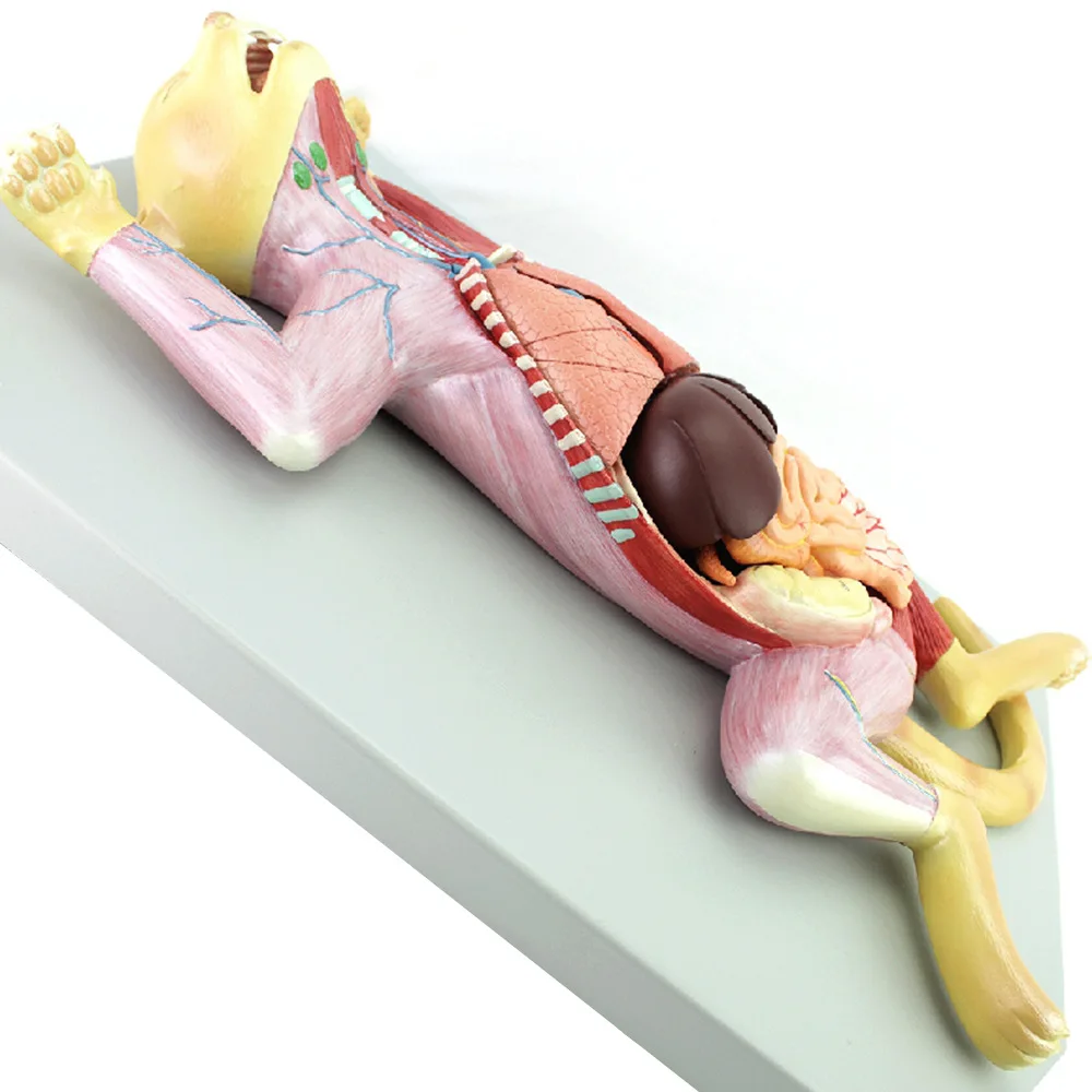 Cat anatomical model The anatomical structure of organs internal organs muscles and nerve cats