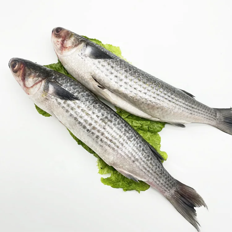 Cheap Price New Season Frozen Mullet Fish Size 1-2kg Grey Mullet for Sale
